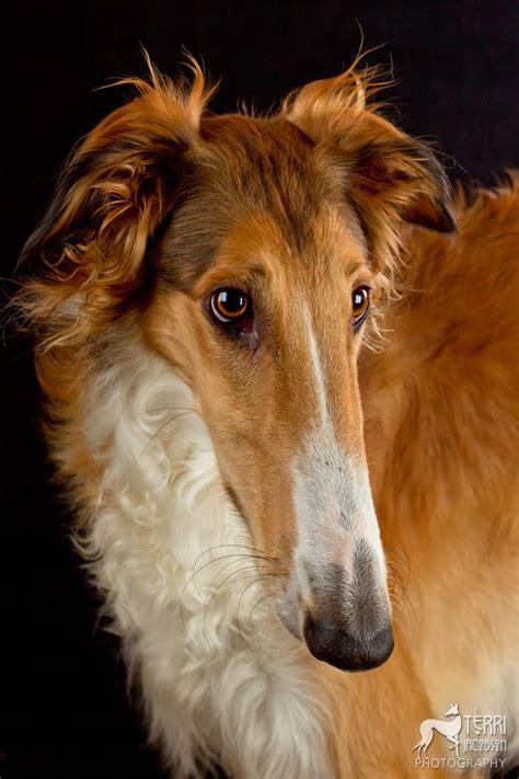 Day 112 - My model T | Dog breeds, Dogs, Borzoi