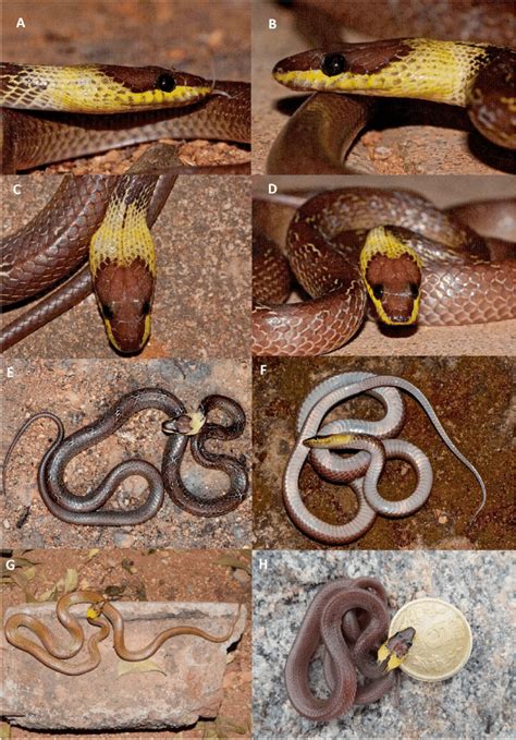 Meristic presentation of yellow-collared wolf snake (L. flavicollis) in ...