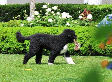 8 best hypoallergenic dog breeds | Canadian Living