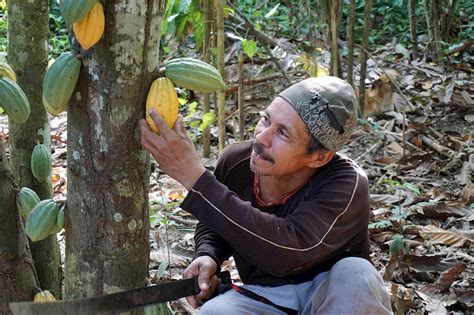 Amazonas-Regenwald: Schutz durch nachhaltige Nutzung | Weltladen-Dachverband