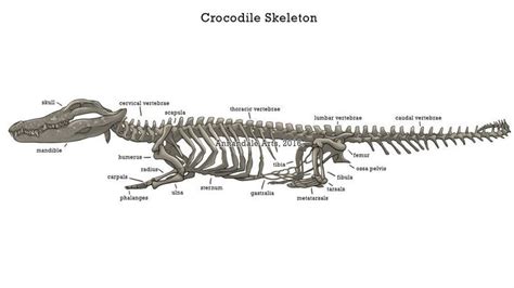 Skeletal System Of A Crocodile | Crocodile, Anatomy, Anatomy study