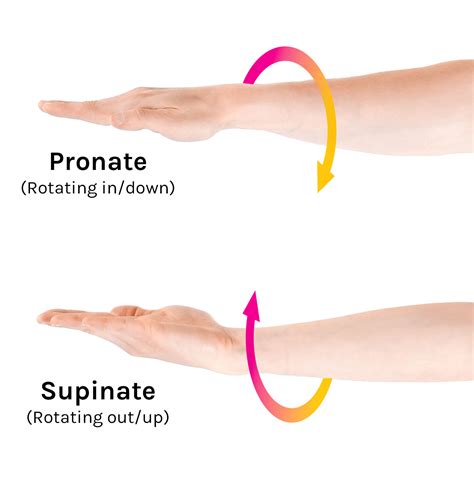 Anatomical Movements - Tom Morrison