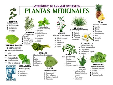 Plantas Medicinales Y Para Que Sirven Pdf - Image to u