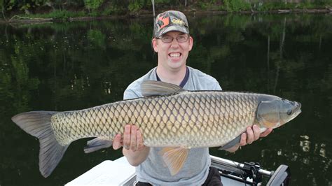 A nice 29.5 lb grass carp caught on the surface using floating fish pellets. For more carp ...