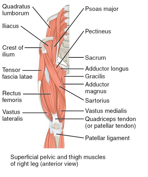 Upper Leg Muscles And Tendons / muscles of lower leg - CoreWalking / The muscles of the leg may ...