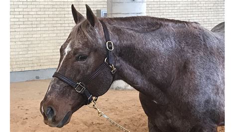 Metallic Cat Takes Starring Role in Yellowstone Film Shoot - Quarter Horse News