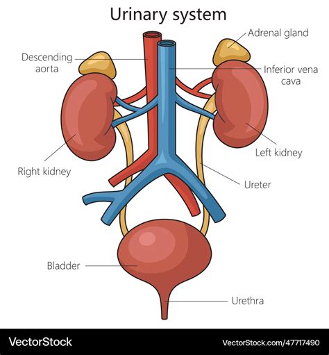 Urinary system structure diagram medical science Vector Image