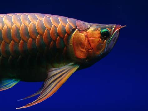 Arowana Fish: Identification, Facts, Care Guide, & Pictures | Animal World