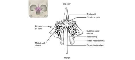 Ethmoid Bone - Anatomy, Cribriform and Perpendicular Plate | Learn from doctor