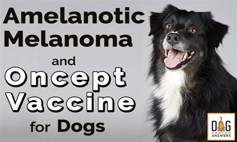 Amelanotic Melanoma Dogs Vaccine │ Dr. Demian Dressler Q&A