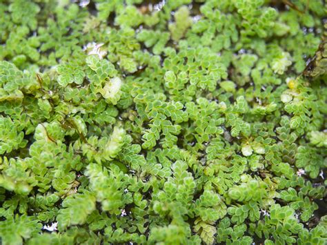 Mosquito Fern AKA Fairy Moss (Azolla caroliniana) - Aquatic Arts