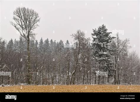 A forest with snow, winter in Germany Stock Photo - Alamy