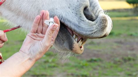 Horse Deworming Schedule: An Introductory Guide for Equestrians | Farm ...