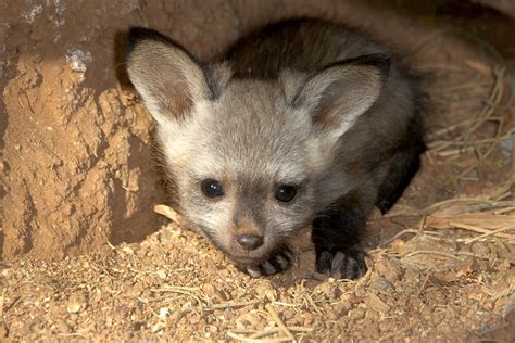 Bat-eared Fox | San Diego Zoo Animals & Plants