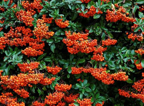 Buy Pyracantha Hedging 'Firethorn' | Pyracantha for sale | Hopes Grove Nurseries