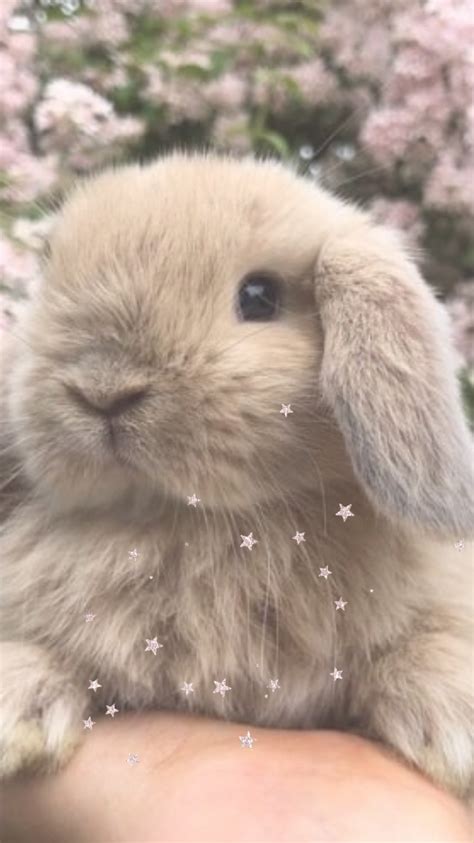 15 Greatest wallpaper aesthetic rabbit You Can Use It Free Of Charge ...