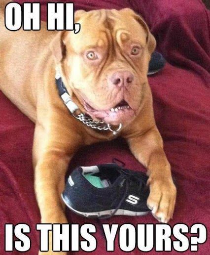 Dog Mischief! | Bordeaux dog, Funny dog photos, Mastiffs