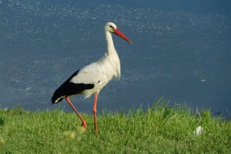 Stork Symbolism: Spiritual Meaning, Totem, Spirit, & Omens