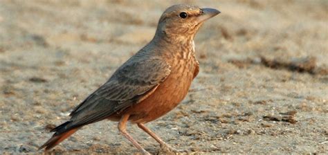 Kawal Wildlife Sanctuary, Andhra Pradesh