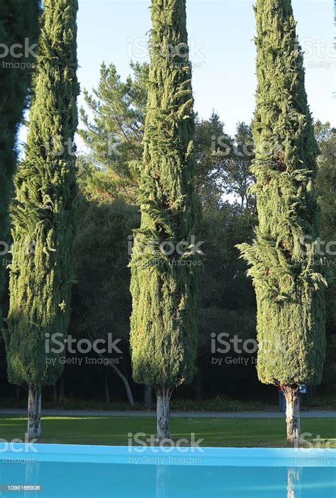 Cypress Trees In Pulgas Water Temple Stock Photo - Download Image Now ...