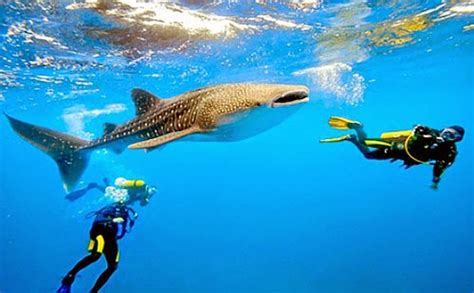 Top 10 Most Popular Dive Sites in the Philippines