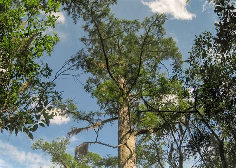 Ancient forest in North Carolina holds the oldest trees in North America