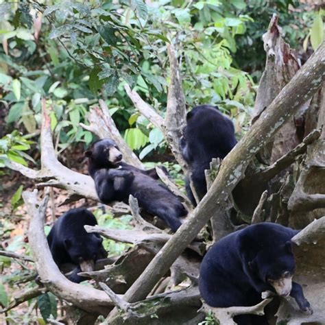 Bornean Sun Bear Conservation Centre (Sandakan) - All You Need to Know ...