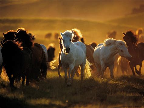 Free download Beautiful Wallpapers wild horses wallpapers [1600x1200] for your Desktop, Mobile ...