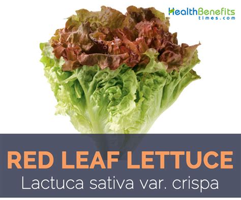 Red Leaf Lettuce, Health Benefits and Nutritional Value