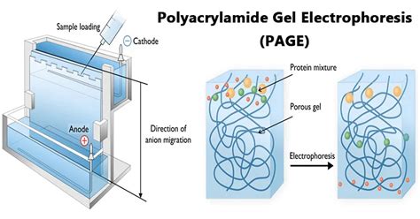 Polyacrylamide Gel: Overview & Applications