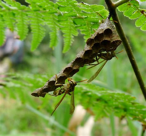 Wasp nest under construction | Paper Wasps (Vespidae: Polist… | Flickr