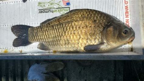 Prussian Carp recently spotted in Lake Diefenbaker - SwiftCurrentOnline.com - Local news ...