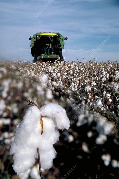 Harvesting cotton - Stock Image - C012/2970 - Science Photo Library