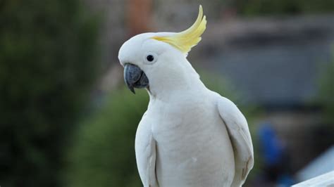 Video of Cockatoo ‘Falling in Love’ With a Puppy Is Too Cute for Words - PetHelpful News