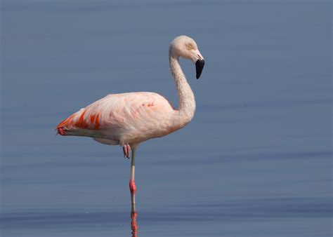 Definitive Guide To Chilean Flamingo Facts, Habitat, Conservation ...