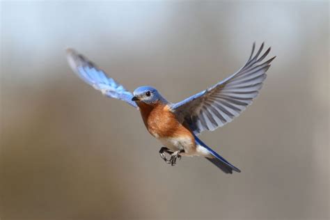 The Best Camera Settings for Bird Photography