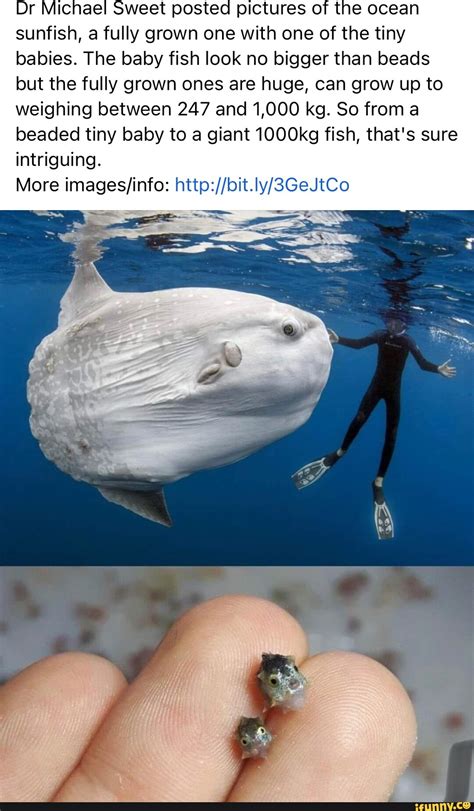 Dr Michael Sweet posted pictures of the ocean sunfish, a fully grown one with one of the tiny ...