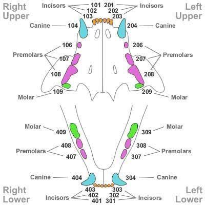 17 Best images about dental charts on Pinterest | Dog cat, All kinds of ...