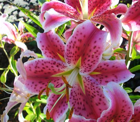 From Nature to Home : Spring time planting of Stargazer Lilies