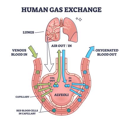 Système Déchange De Gaz Humain Avec Schéma De Circulation De Loxygène ...