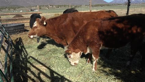 FOUNTAIN GREEN, UTAH - MAR 2015: Family Farm Cattle Cow Heifer Eating Alfalfa Hay. Small Family ...