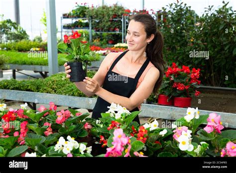 Young woman florist holding dipladenia plants in pots indoors in ...