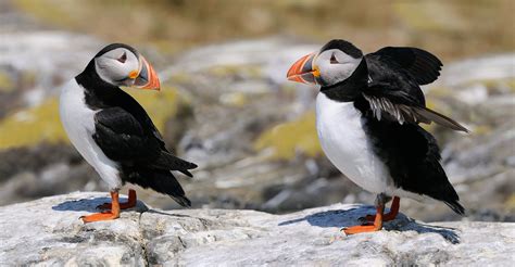 Hi There | Farne islands, Sea birds, Animals