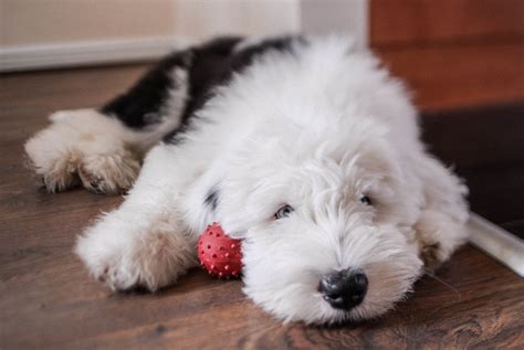 Old English Sheepdog Puppy | 14 weeks old | David Martyn Hunt | Flickr