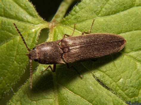 Elateridae sp. - Click Beetle sp. | Insects, Beetle, Cool insects