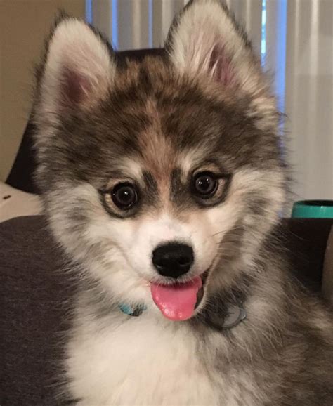 Norman the Pomeranian Husky Puppy Is One Tiny Pomsky That Will Melt Your Heart