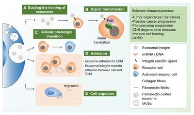 Frontiers | Integrin, Exosome and Kidney Disease