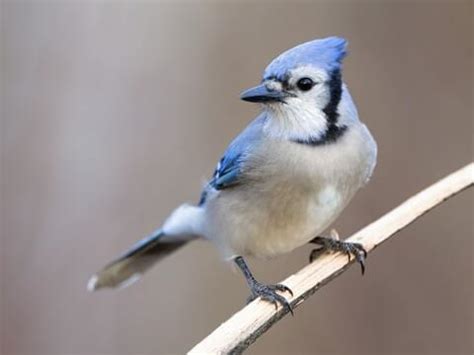 Blue Jay | Celebrate Urban Birds