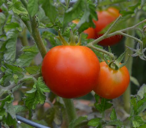 Patio Hybrid Tomato Seeds