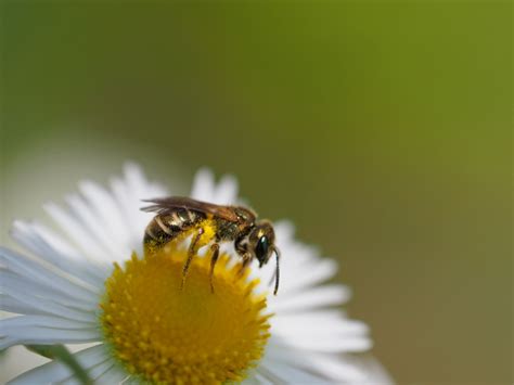 Japanese honey bee (ニホンミツバチ) | Japanese honeybee (Apis ceran… | Flickr